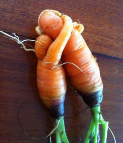 cuddling-carrots