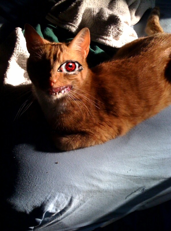 Zombie Cat